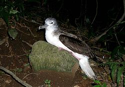 250px-Streaked_shearwater_sitting