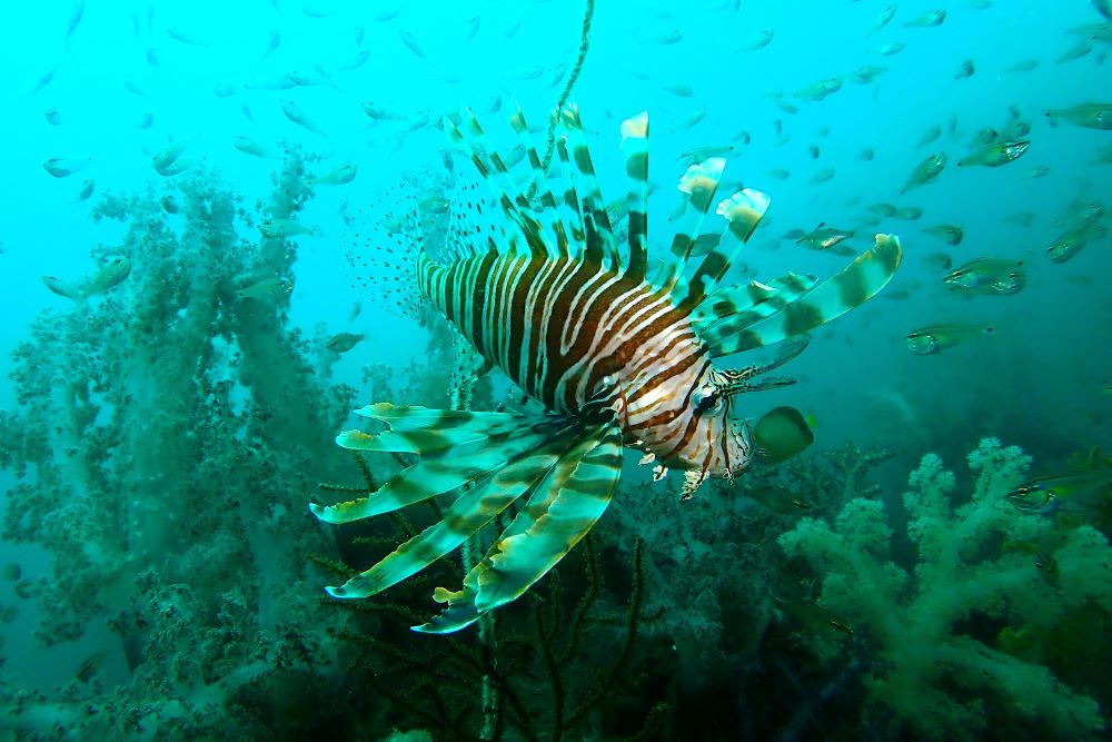 P7270044
