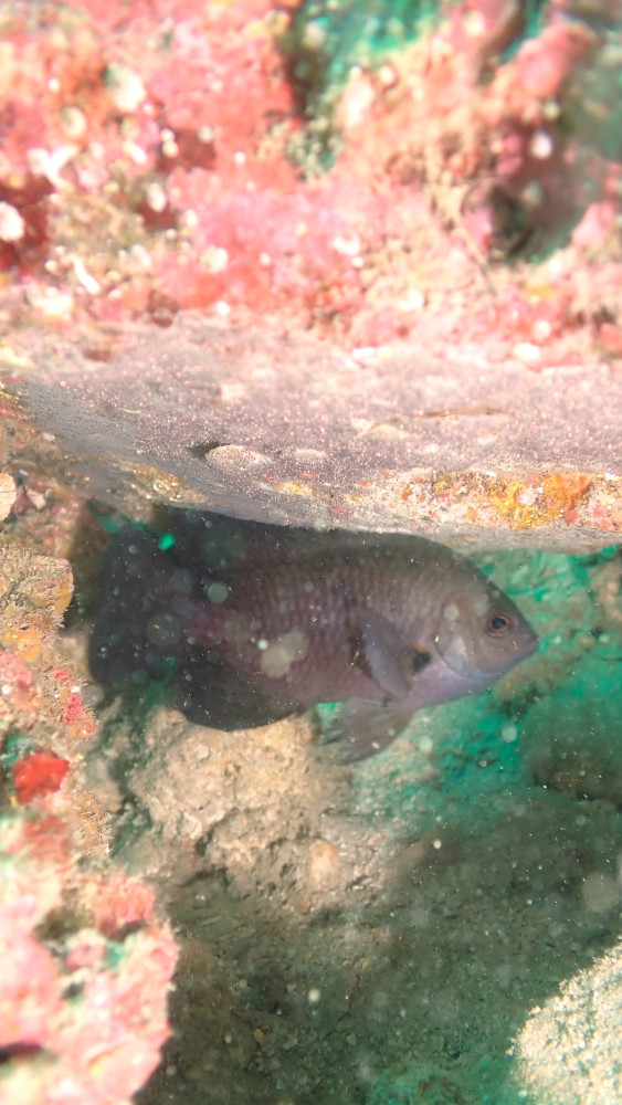 P7270068