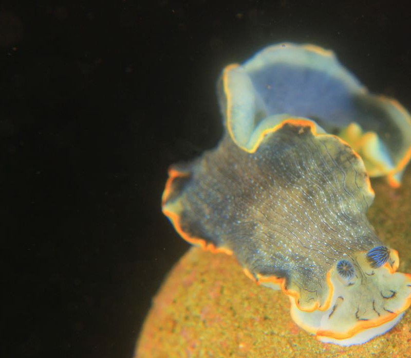 オセザキオトメウミウシ