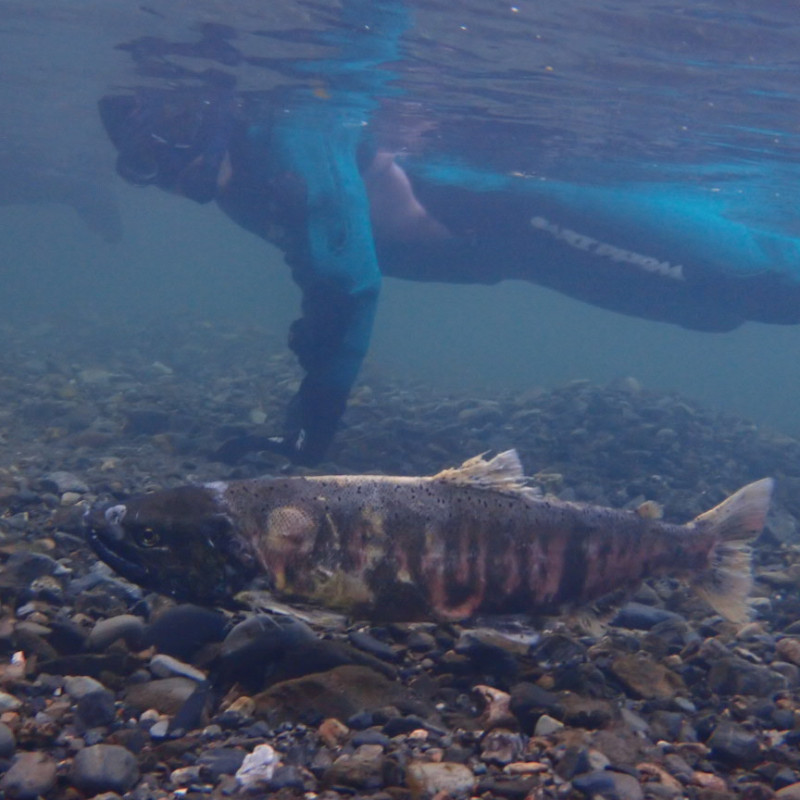 琵琶湖ビワマス (1)